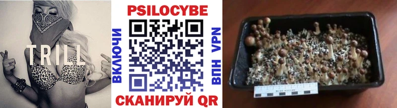 цены   Зеленогорск  Псилоцибиновые грибы Psilocybe 